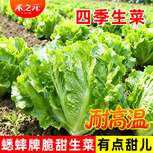 意大利生菜种子玻璃生菜结球奶油