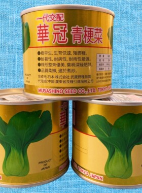 华冠青梗菜种子罐装鸡毛菜种子 早熟耐热耐寒蔬菜种籽禾之元种业