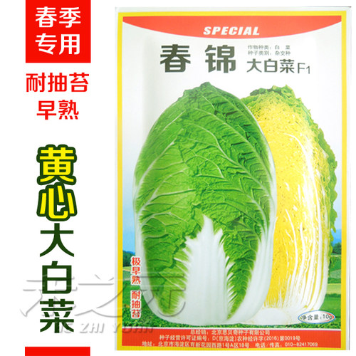 大白菜极早熟耐抽苔黄感春季种子
