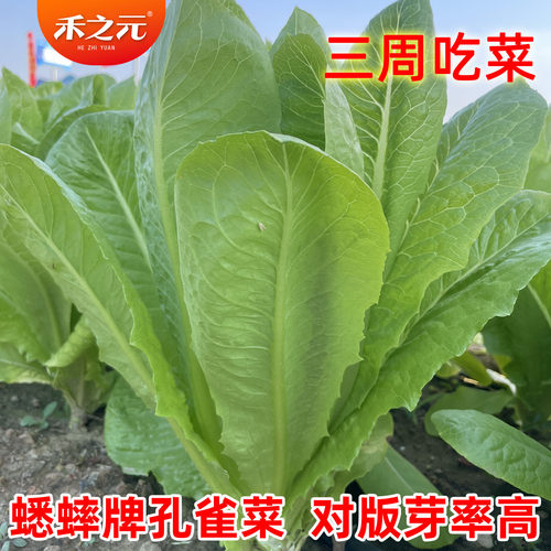 孔雀菜种籽汉斯八宝菜种子