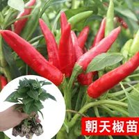 3 саженца перца Чаотянь + 1 пакетик корневых удобрений (добавьте воды, чтобы полить корни, чтобы быстрее замедлить рост рассады)