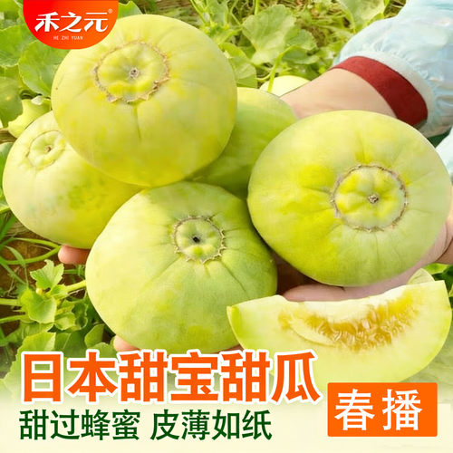蟋蟀牌日本甜宝香瓜特大正品白种