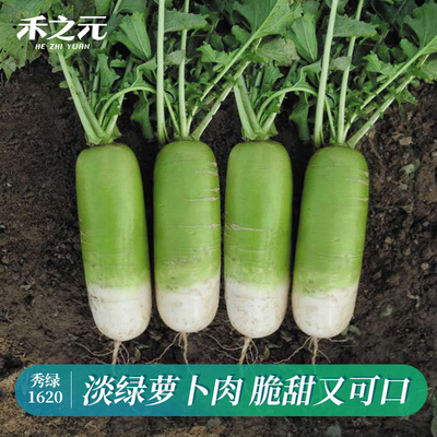 脆甜蟋蟀秋季种水果萝卜