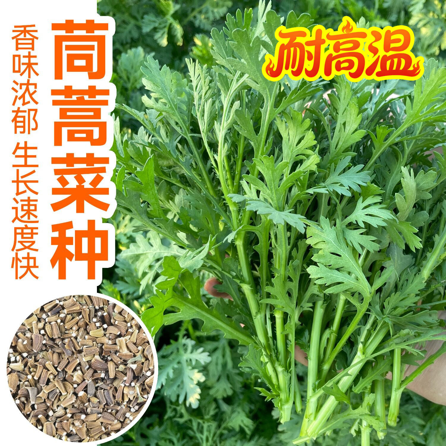 小叶茼蒿种子大全农家茼蒿种籽夏秋冬四季皇帝菜种苗青菜蔬菜种孑
