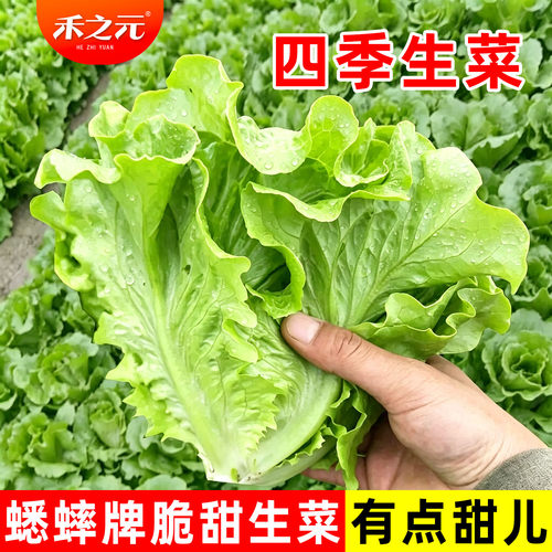 意大利生菜种子玻璃生菜结球奶油