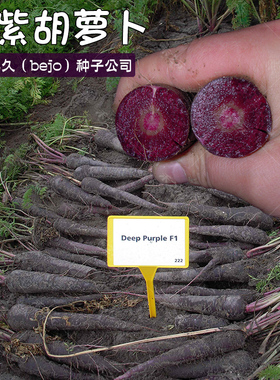 紫色胡萝卜种子孑秋冬季人参水果艳紫春秋四季进口禾之元种业种籽