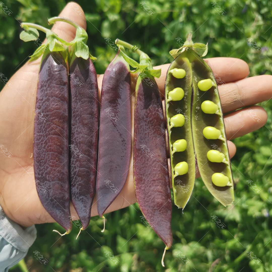 紫荷兰豆种子甜豌豆非眉豆春夏秋