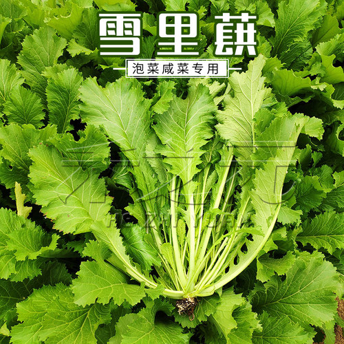 雪里蕻种籽咸菜泡茶雪里红花蔬排
