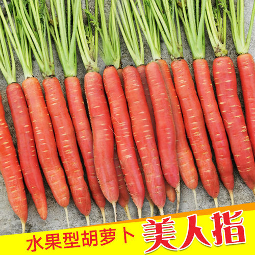 美人指水果胡萝卜种子红甜脆可口