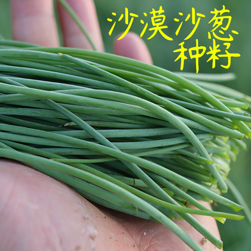 野生沙葱种子沙漠香葱小葱籽耐寒四季阳台种籽盆栽秋冬蒙古沙葱