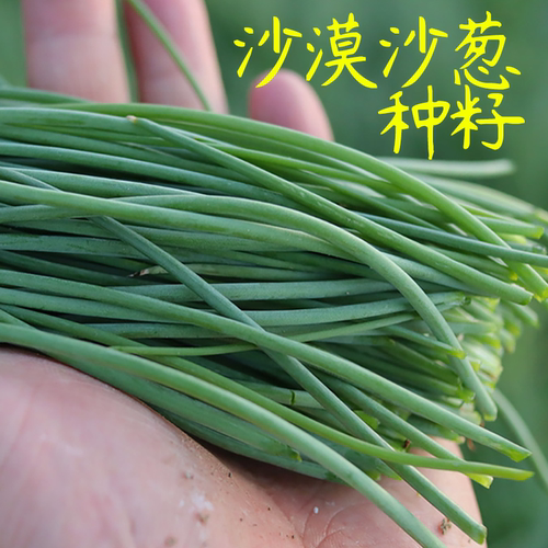 沙葱细葱小葱种籽耐寒多年生