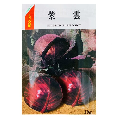 日本进口紫云甘蓝种子