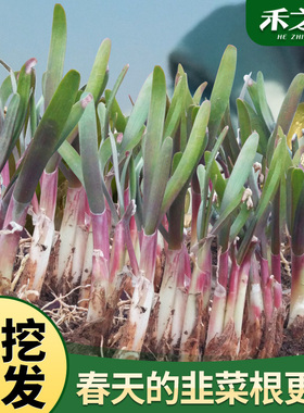 现挖韭菜根苗紫根紫红根韭菜籽苗农家秋冬四季蔬菜苗小叶种孑春季