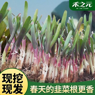 韭菜根苗紫根紫红根新韭菜根籽苗盆栽种菜四季 蔬菜苗种孑韭菜种子