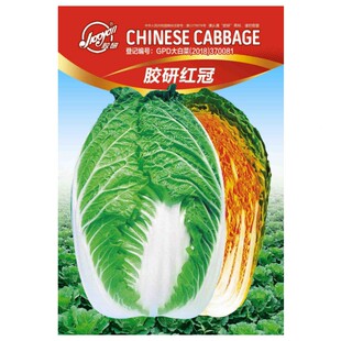 红冠橘红芯大白菜种子胶州白菜种孑白菜籽蔬菜大白菜种籽秋橘红心