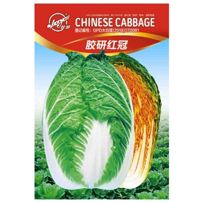 大白菜种子山东胶州白菜