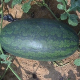 Большая черная красавица семена арбуза черная кожа арбуза семена песка весна на южная ферма с высокой фермой -yield 孑 孑