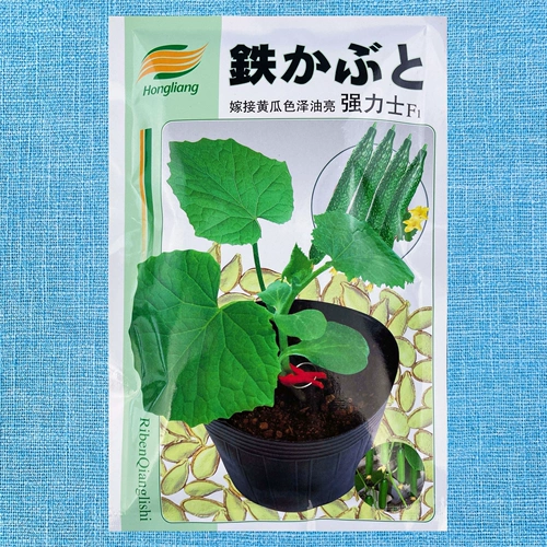 Shouguang растительные семена корневицы PowerShield Cucumber Привитые семена джингтиан тайму