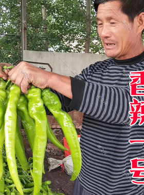 香辣一号尖椒种子高产特大太空辣椒苗巨型四季春季秋季蔬菜种孑籽