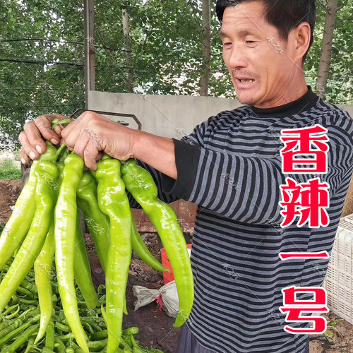 蔬菜种子高产巨型春季辣椒苗