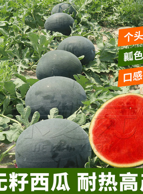 黑皮红壤麒麟西瓜种子无籽西瓜四季特大巨型西瓜种籽西瓜种孑禾之