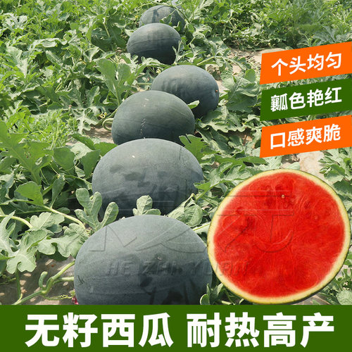 黑皮红壤麒麟无籽四季西瓜种子