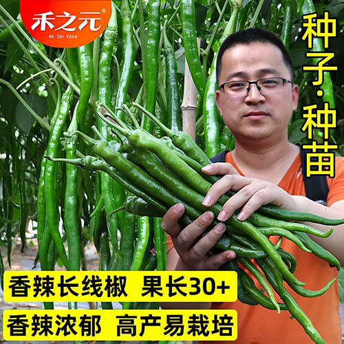 线椒种子超辣高产辣椒种籽大全二荆条辣椒秧苗秧蔬菜春季四季盆栽 - 封面