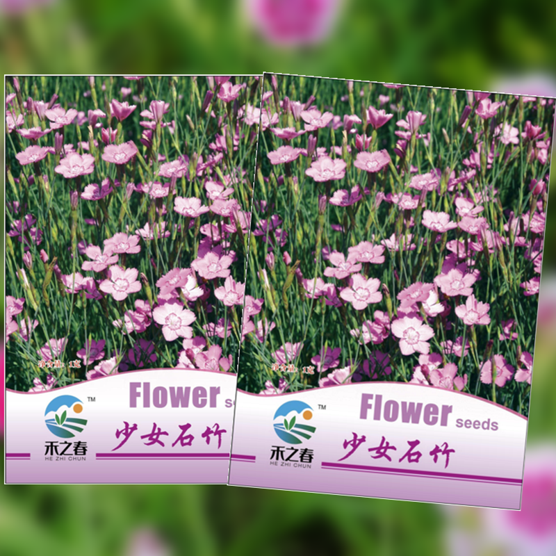 少女石竹种子四季盆栽植物