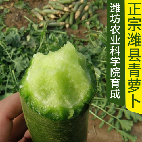 山东四季潍县青萝卜天津沙窝