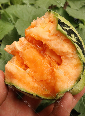 冰糖子甜瓜种子大全香瓜籽甜瓜种籽四季春季绿宝特大羊角蜜瓜种孑