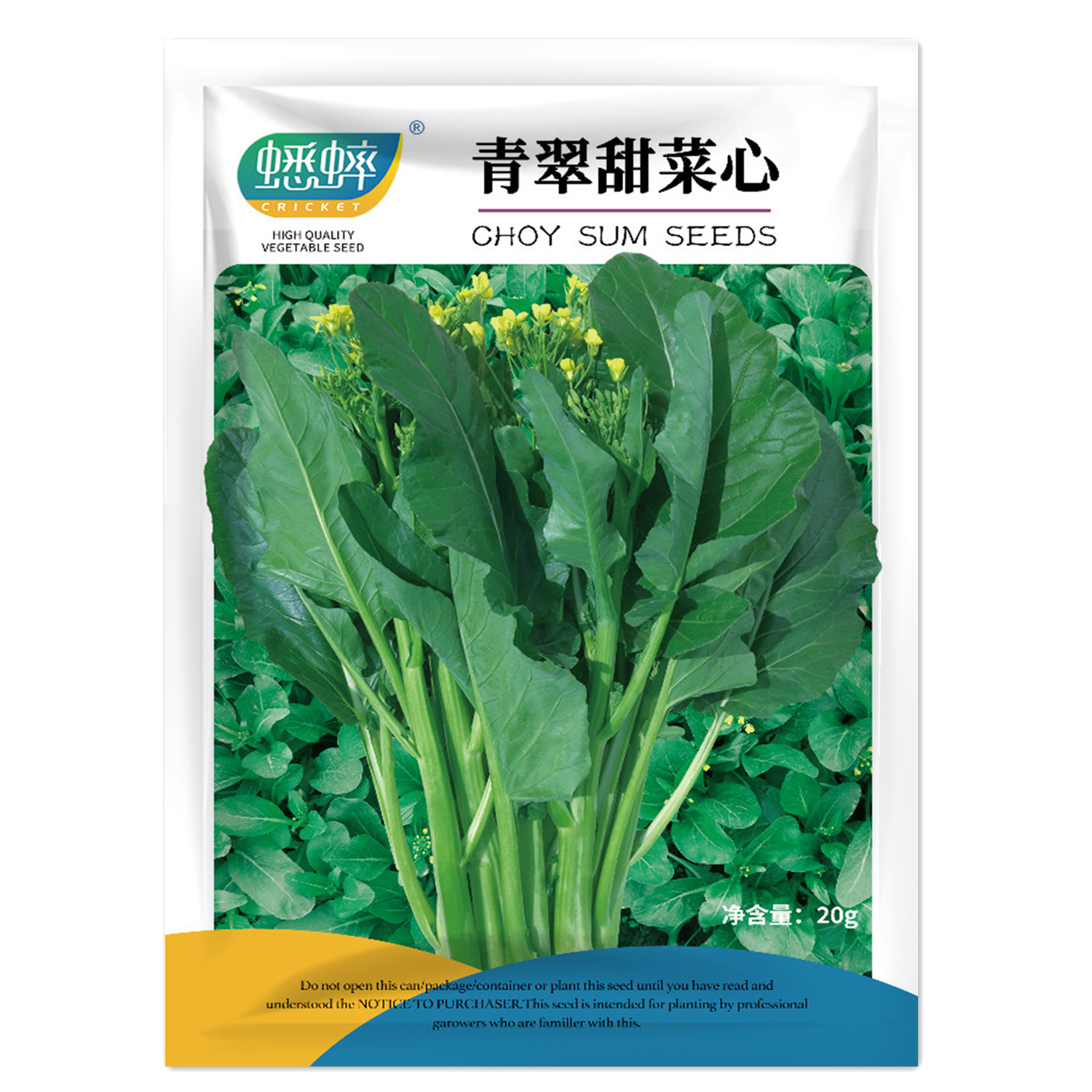 青翠甜菜心春秋种子四季蔬菜盆栽