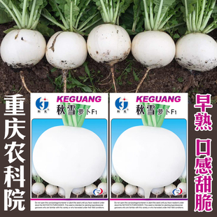 秋雪农科院秋雪大白圆萝卜种子白皮白肉罗籽水果四季农家春季秋种