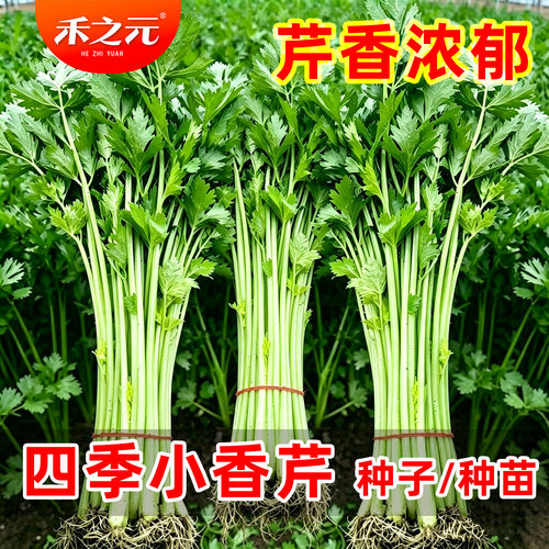农家四季菜籽种孑芹菜种子