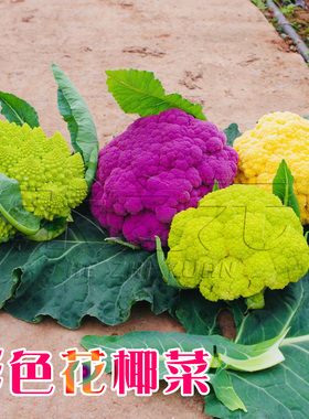 紫花菜种子黄绿紫菜花花椰菜四季菜花水果秋春季籽禾之元种业
