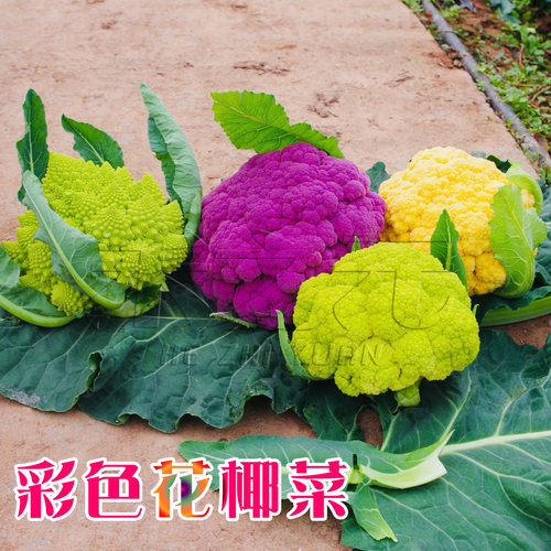 紫花菜种子黄绿紫菜花日本进口秋