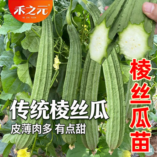 农家特菜四季爬藤棱丝瓜