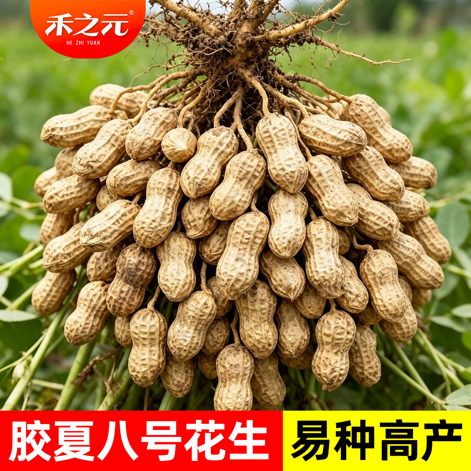 高产花生种子黑花生四粒红图片