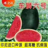 Импортированные крупные семена арбуза черной красоты, семена арбуза с черной кожицей, песчаная мякоть, красный весенний фермерский дом, высокая урожайность, термостойкие, хрустящие и сладкие.