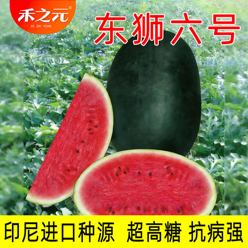 进口大黑美人西瓜种子大全黑皮沙