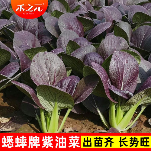 蔬菜紫油大全四季鸡毛菜