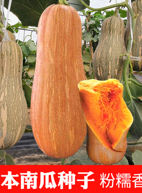 蜜本南瓜种子密本南瓜秘本正品蔬菜籽长禾之元四季春夏大果蔬菜孑