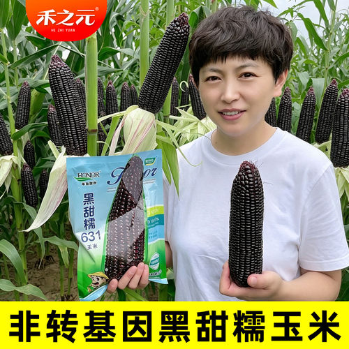 黑甜糯631玉米种子紫糯玉米种子