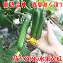 荷蘭3099水果黃瓜種子春夏秋冬播蔬菜籽雌性高產(chǎn)耐熱季 盆栽旱種苗