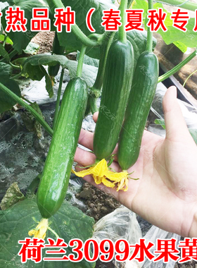 荷兰3099水果黄瓜种子春夏秋冬播蔬菜籽雌性高产耐热季盆栽旱种苗