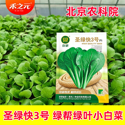 京研圣绿快3小白菜种子
