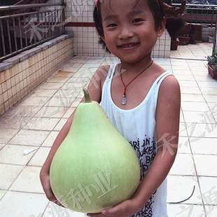 观赏蔬菜种孑 农家圆瓢菜葫芦种子圆瓢菜可做瓠瓜庭院种植种籽春季