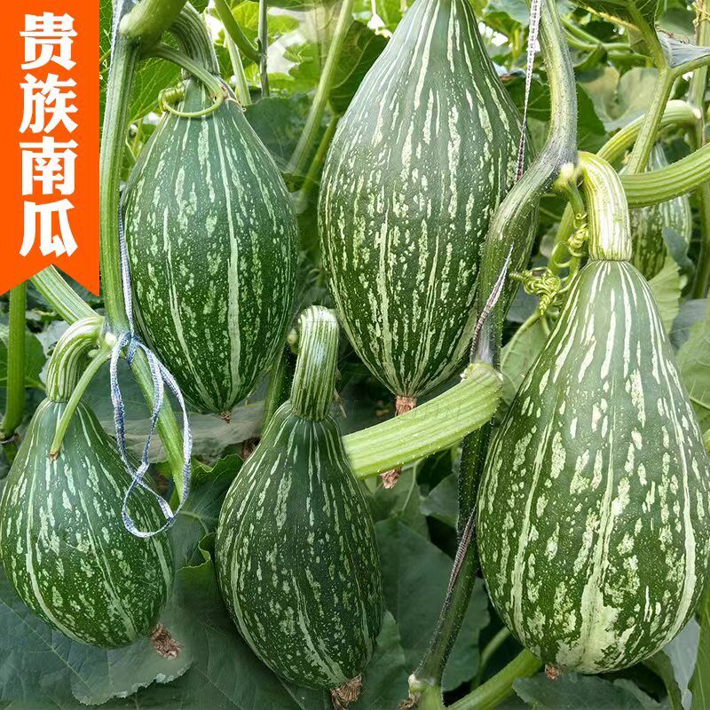 贵妃南瓜种子蔬菜种籽甜面瓜板栗四季盆栽春季夏秋冬季水果种孑 - 实物图