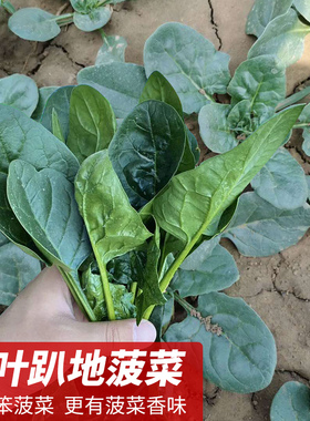 小叶菠菜种子四季波菜种籽大全秋季蔬菜种孑四季菠菜籽种盆栽农家