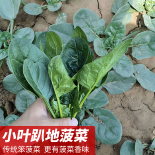 菠菜籽种盆栽农家 蔬菜种孑四季 波菜种籽大全秋季 小叶菠菜种子四季