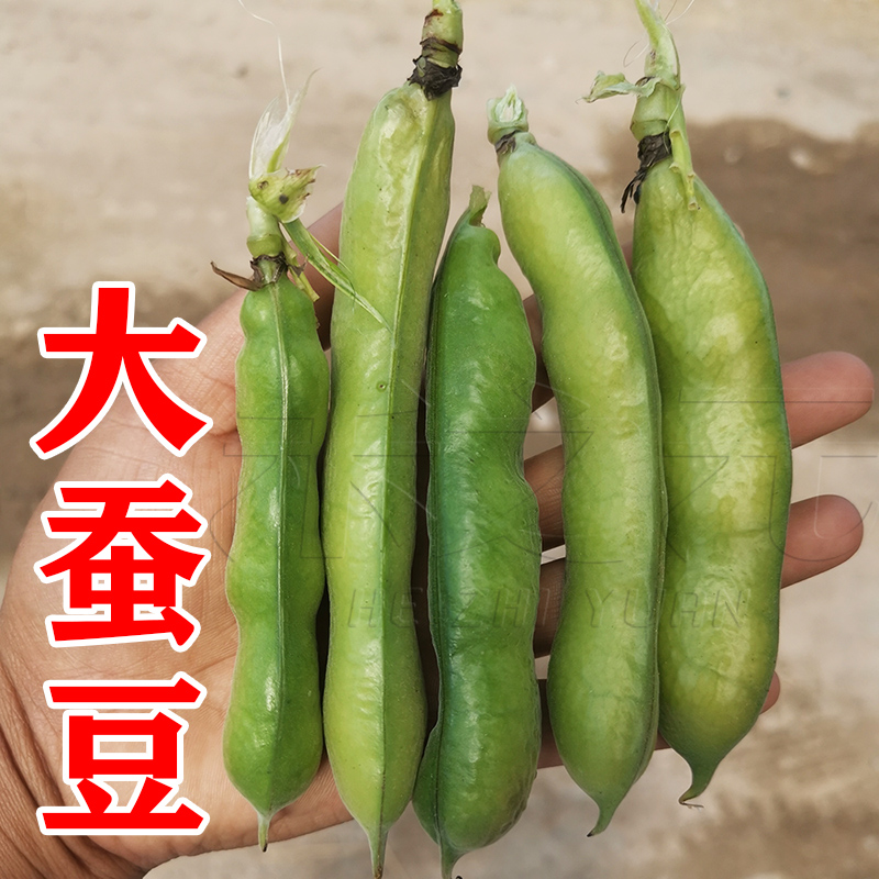 蚕豆种籽豆类系列可食种子盆栽